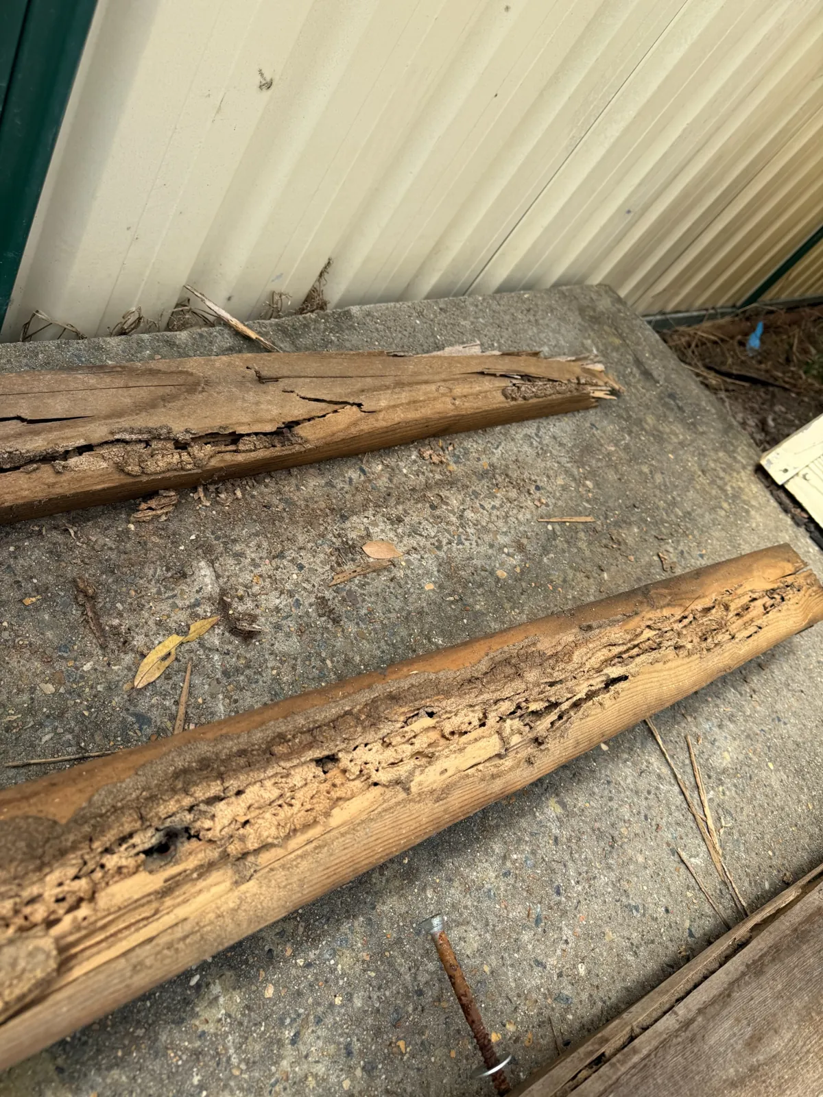 Historic termite damage and galleries in a garage timber board