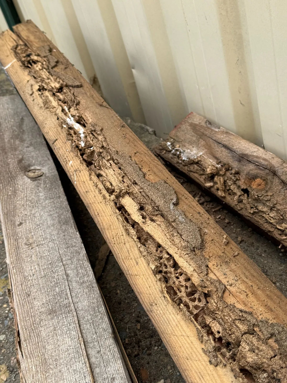 Longitudinal galleries and damage in garage timber Dean Park
