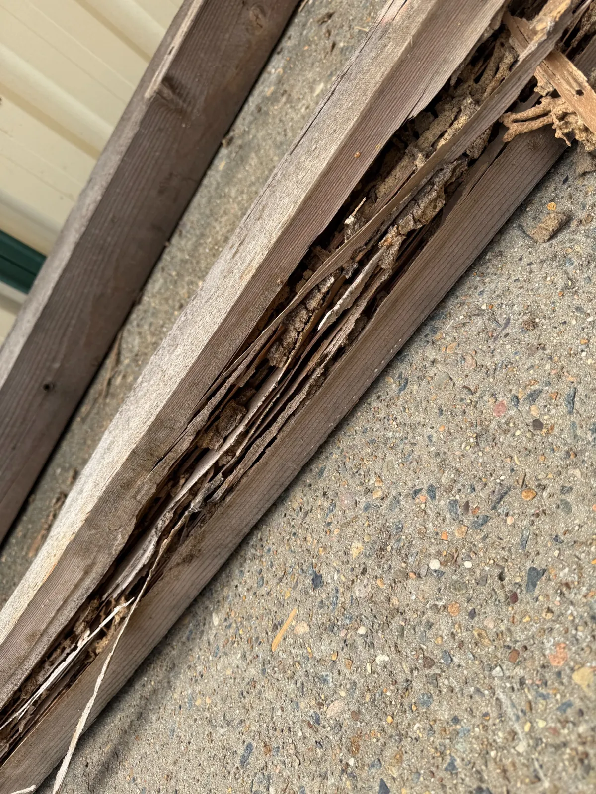 Close-up of historic termite galleries in a Dean Park garage timber post