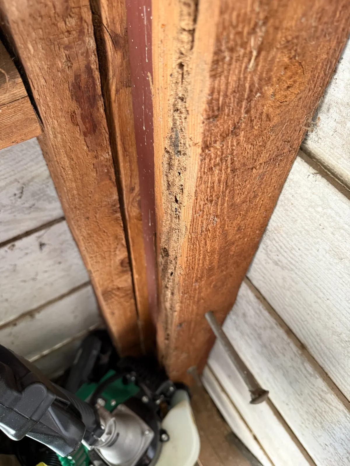 Multiple termite-affected timbers recovered from Dean Park garage