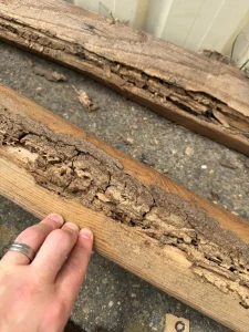 Extensive historic termite galleries in a timber section from Dean Park garage