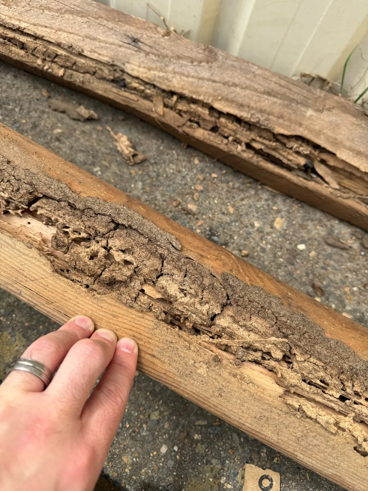 Extensive historic termite galleries in a timber section from Dean Park garage
