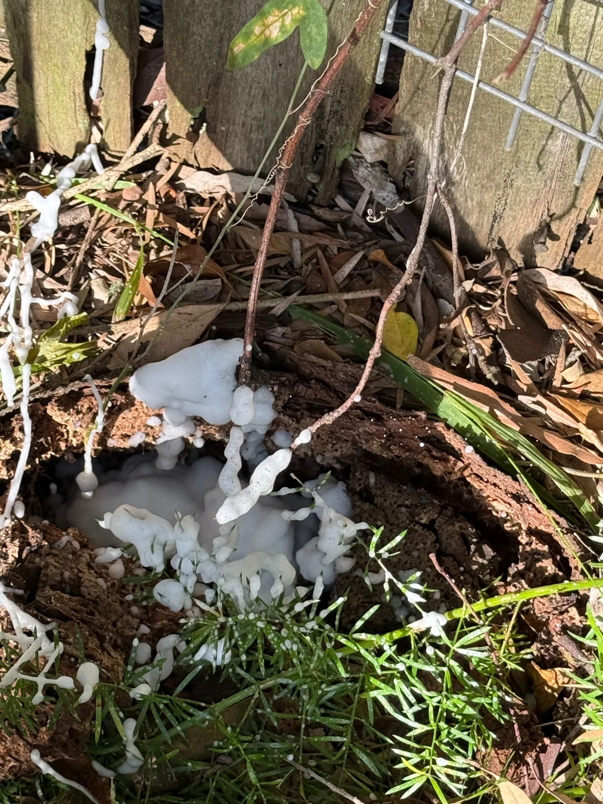 Termidor Foam treatment around an affected timber stump in Killara