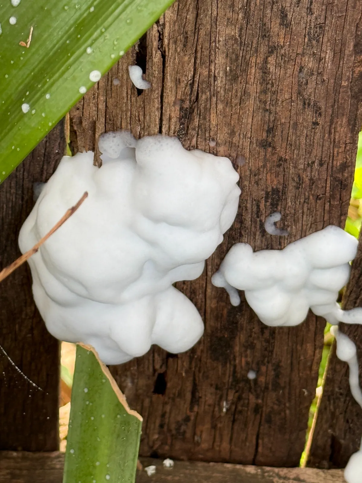 Termidor Foam applied to termite-damaged timber fencing at a Killara property