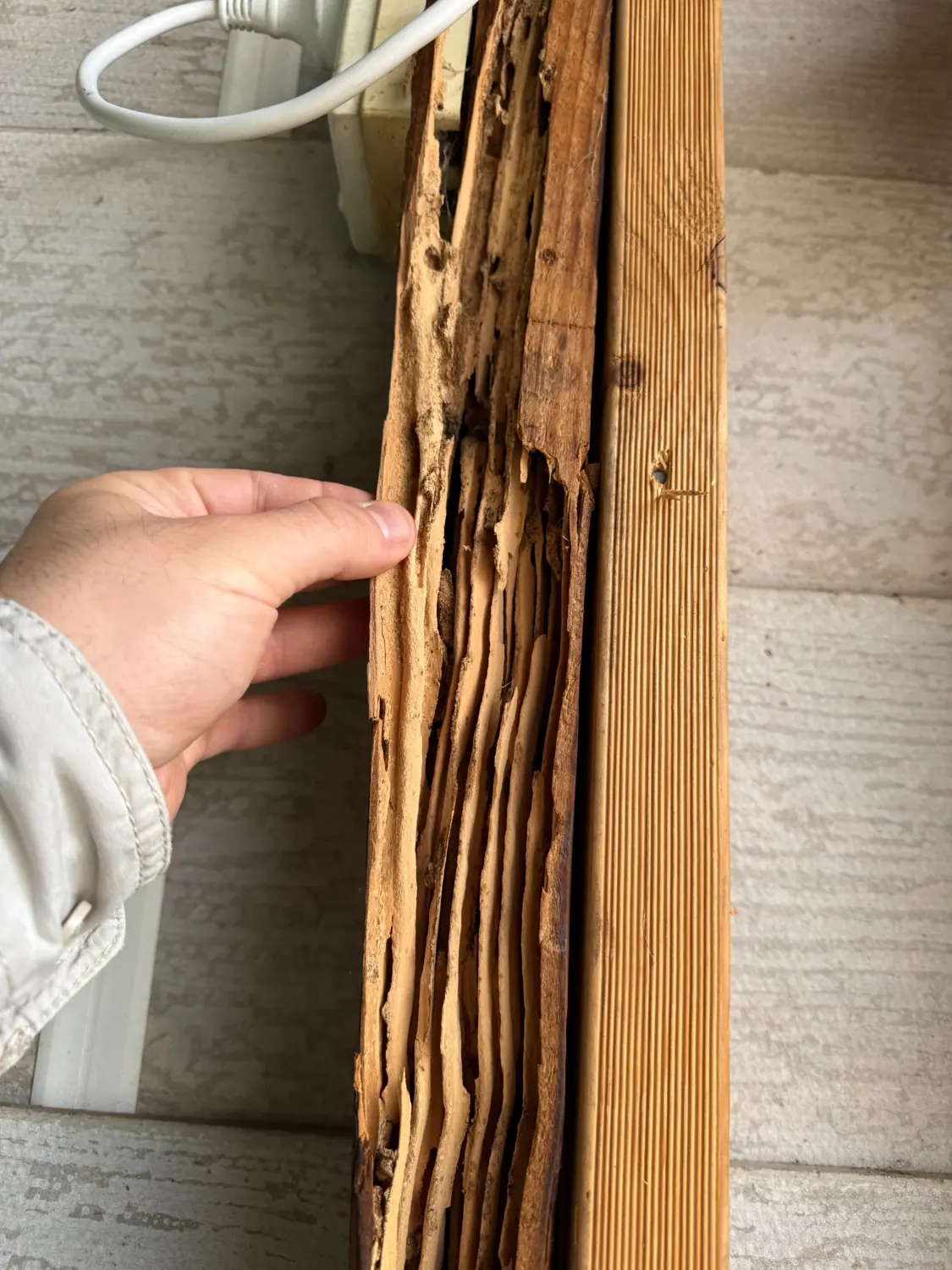 Severely affected timber member photographed during Westmead renovation