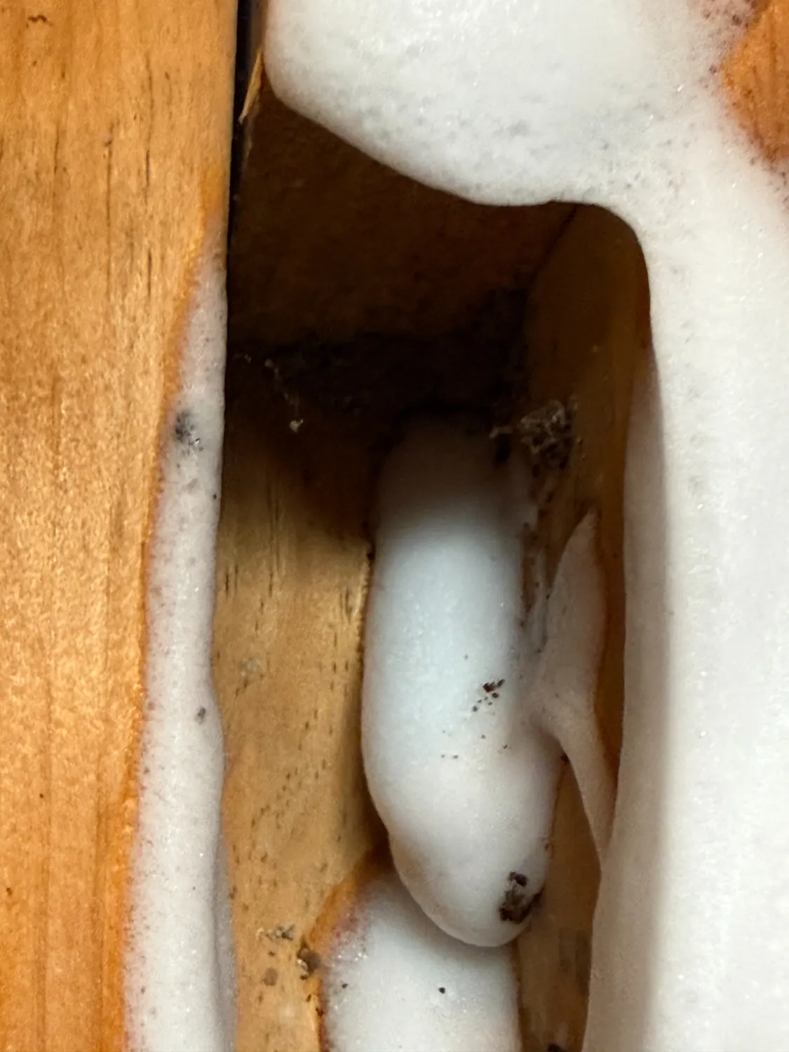 Close-up of white treatment foam inside timber wall framing