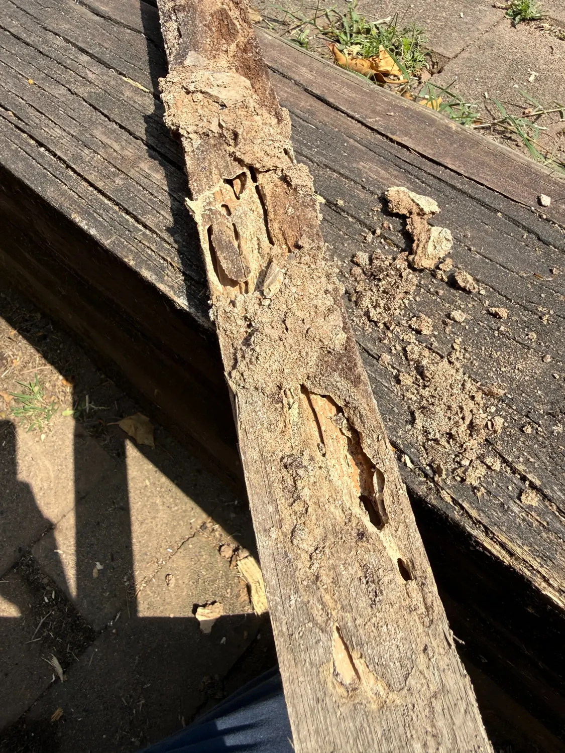 Damaged timber exhibiting internal galleries recovered at Westmead