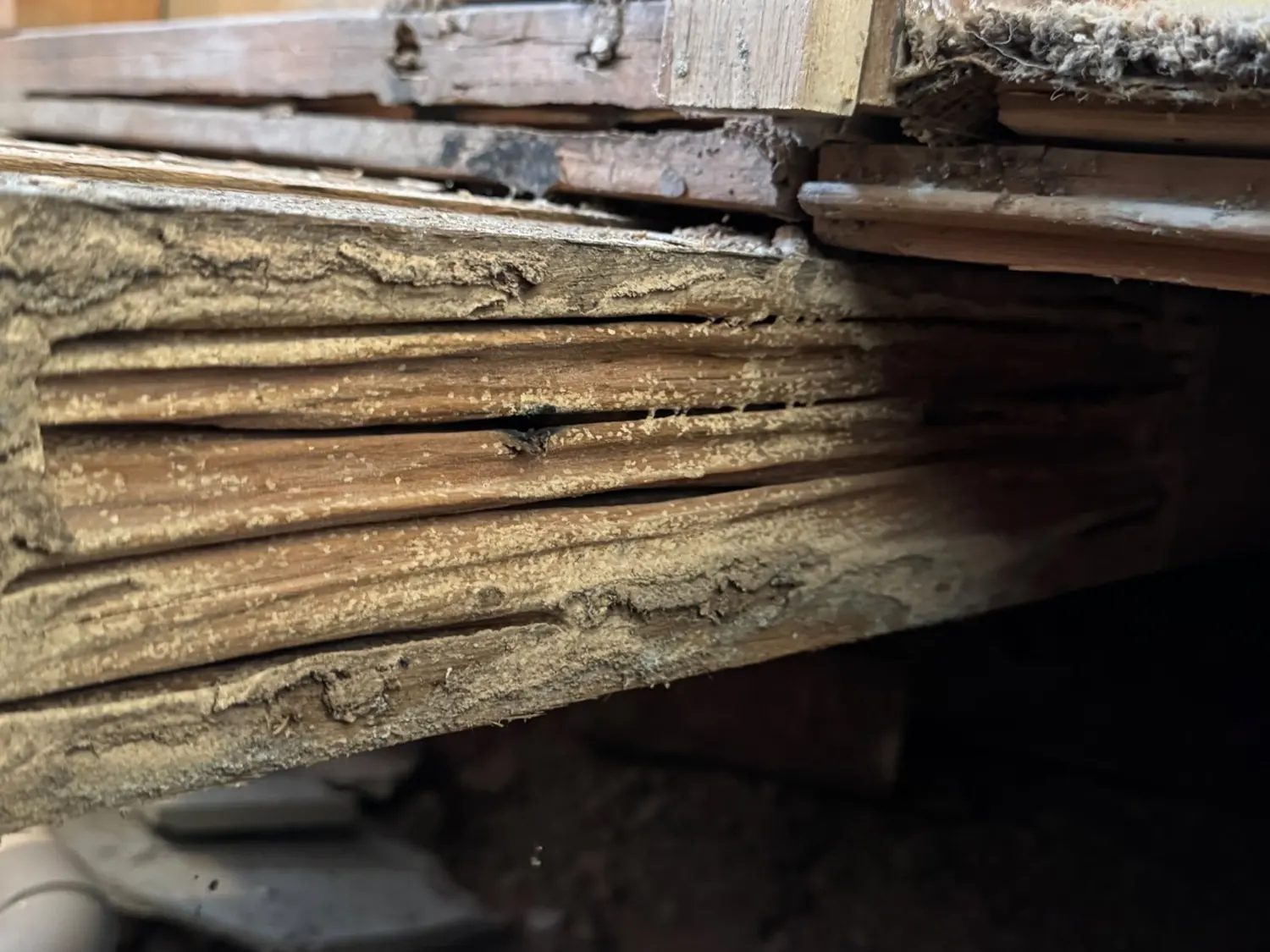 Close view of degraded timber fibres and galleries at Westmead