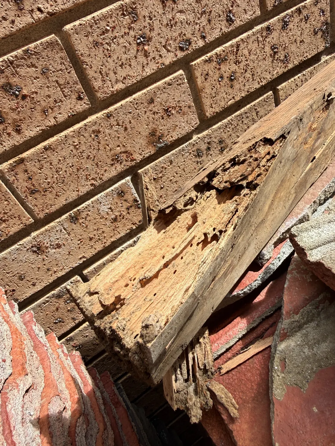 Termite-damaged timber against brickwork at Westmead property