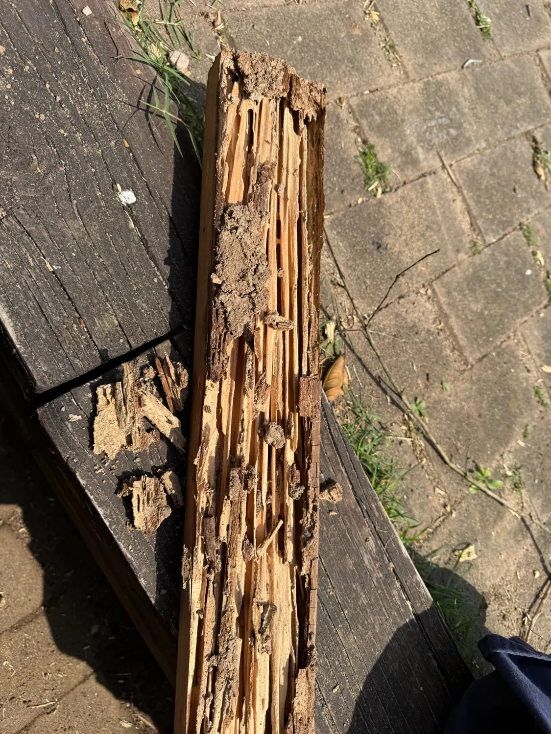 Timber split to expose severe termite galleries in Westmead