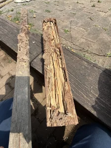 Termite-excavated timber recovered during Westmead bathroom renovation