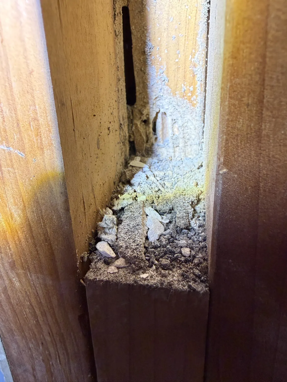 Exposed wall base photographed during Westmead termite assessment