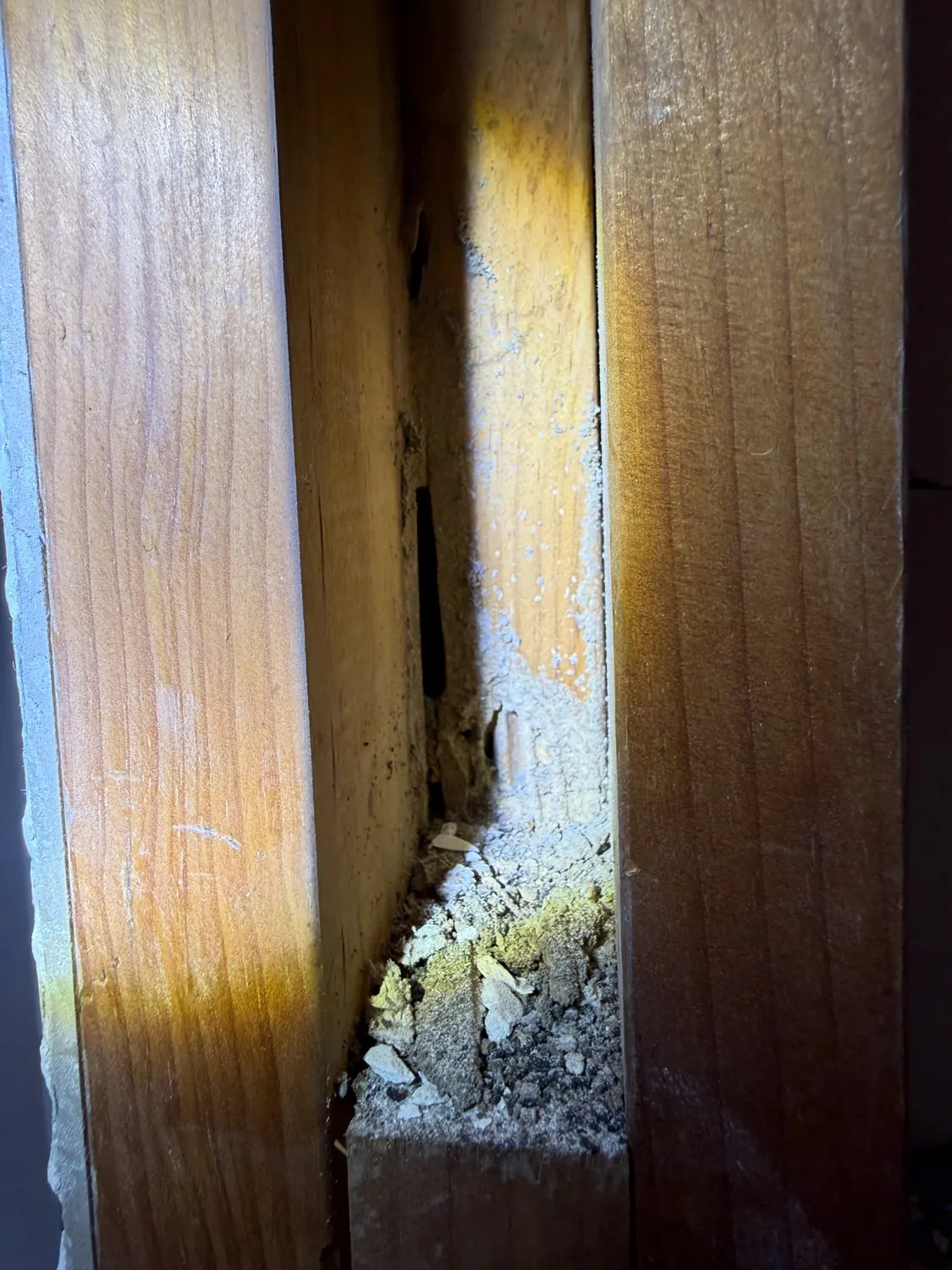 Mudding and damage within exposed bathroom wall framing Westmead